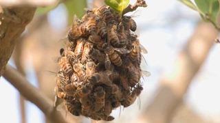 Taming Aggressive Bees