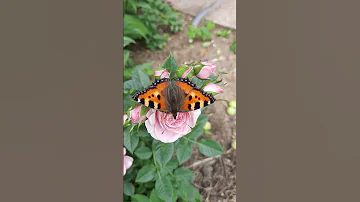 Бабочка крапивница 🦋