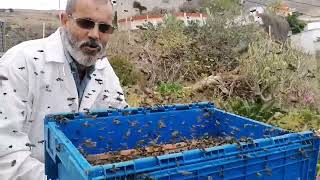 ¿Cómo actúan las abejas lejos de sus colmenas? @maraseomiel