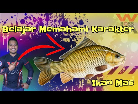 Video: Berapa lama waktu yang dibutuhkan untuk telur angsa untuk menetas?