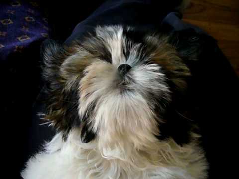 shih tzu barking dex shih tzu barking in his sleep shih tzu barking dex shih tzu barking in his sleep