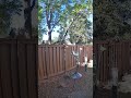 Nutty Neighbors Taking Over My Backyard! #squirrel