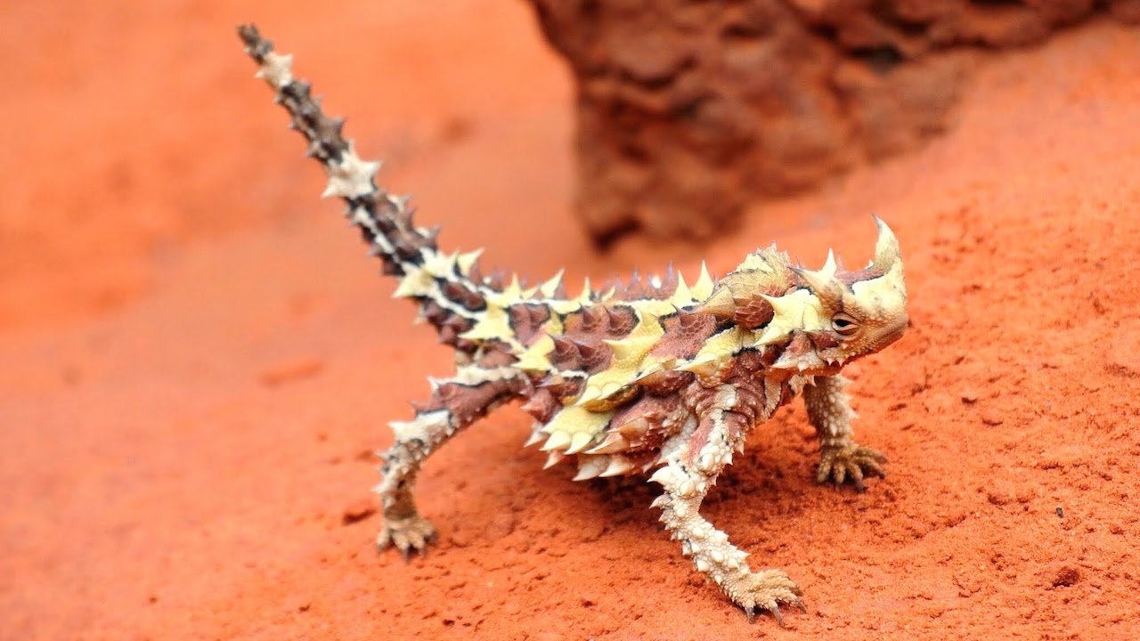 Let Ejendommelige Repressalier Australia's Dragon-Like 'Thorny Devil' Lizard - Natural Born Thrillers -  YouTube