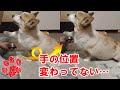 これぞ八百長トレーニング！（呼び鈴トレーニング2日目）【コーギーチロ】