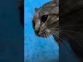 Cats will be cats #shorts #short #funny #cat #catvideos #funnycatsvideos #cute #pets #коты #котики