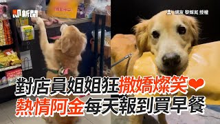 熱情阿金對店員撒嬌 每天報到買早餐熱情燦笑寵物動物黃金獵犬阿金精選影片