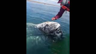 🔥 Whale let boat Captain to remove lice from his head.. #beautiful #nature #amazing