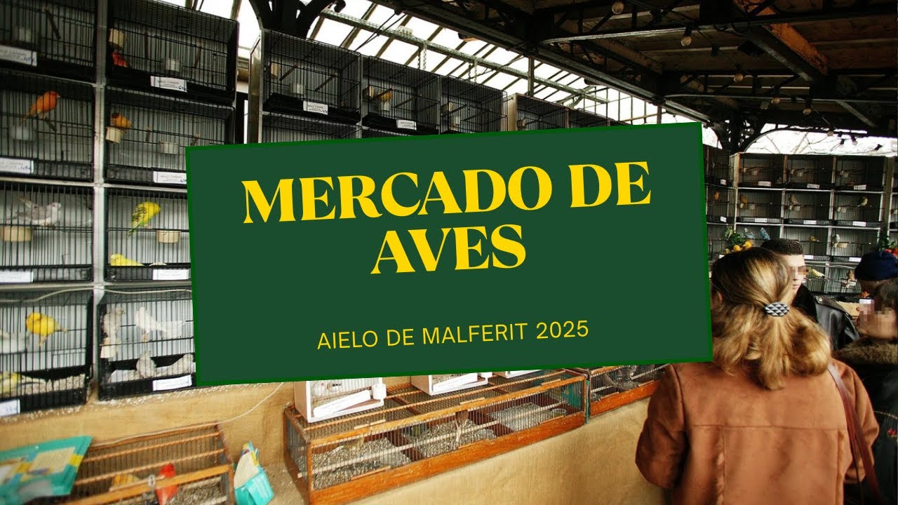Птичий рынок в Испании (AIELO DE MALFERIT EXCHANGE FAIR 2025)