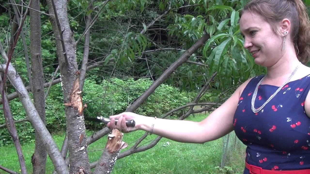 Ms. Tac Tests the Condor Crotalus