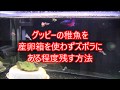 √70以上 グッピー 稚魚 隔離 ペットボトル 997547-グッピー 稚魚 隔離 ペットボトル