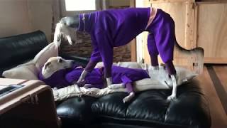 Nadir Bulunan Süslü Köpek Irkı Sadece Burada Von Dobermann Channel