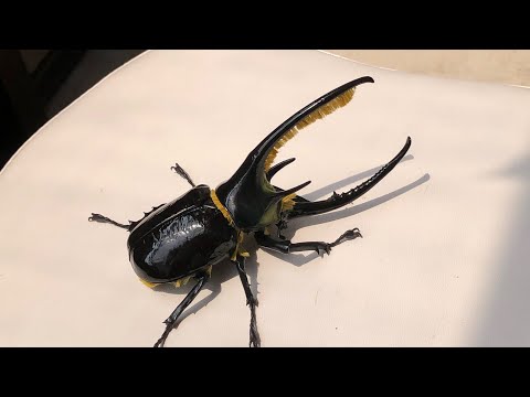 外国産カブト3種　標本　ネプチューン　リッキー　レックス（旧アクティオン） 外国産カブト3種 標本 ネプチューン リッキー レックス（旧アクティ