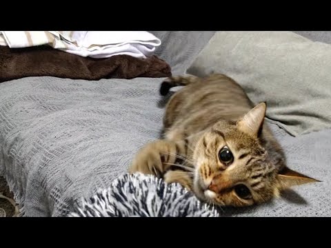 首がガクガクする猫