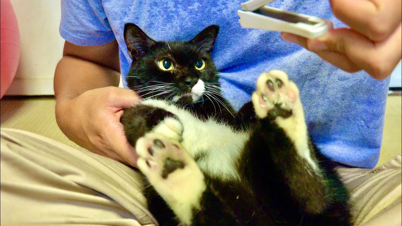 Cat nail trimming after a long time - YouTube