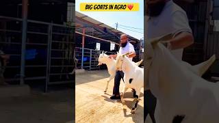 Big goats collection in Agro Farm | Qurbani Life | #aayaan #shortsfeed #goat #qurbani #eid #agro