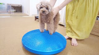 ぽっちゃり解消の為に犬用のバランスボールでダイエットしてみた【トイ