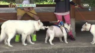 TV동물농장 20130707 #1(5)