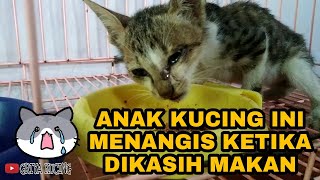 RESCUE ANAK KUCING / KITTEN || KUCING MENANGIS SAAT DIBERI MAKAN