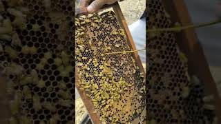 Bee pollen