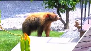 30 times animals messed with the wrong opponent | HOOKED CHANNEL | FUNNY ANIMALS