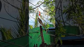 என் புறா🕊️ காணப்போனதுக்கு இதுவும் ஒரு காரணம்😡⁉️ #pigeon #shorts #tranding