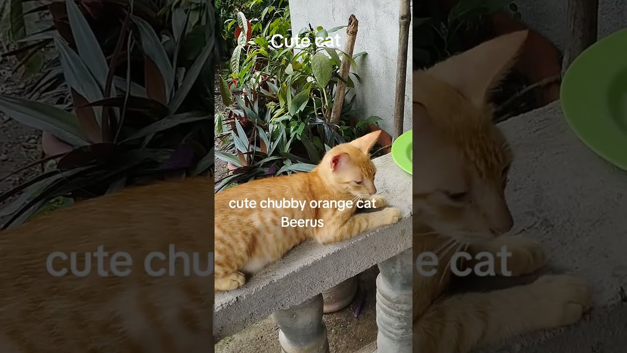 Cute Cat Videos My Chubby Orange Cats Catvideos Cutecat Cuteanimals Catlovers