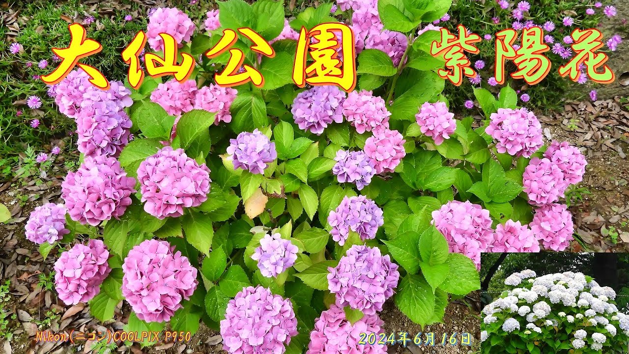 紫陽花 maxresdefault.jpg