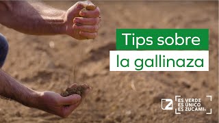 🐓💩 ♻ Tips sobre la gallinaza, un subproducto de valor agregado.