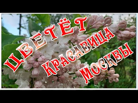 Цветущая сирень «Красавица Москвы». Натуральные футажи Сирень цветёт