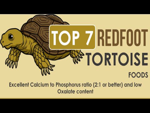 Red Foot Tortoise Food Chart