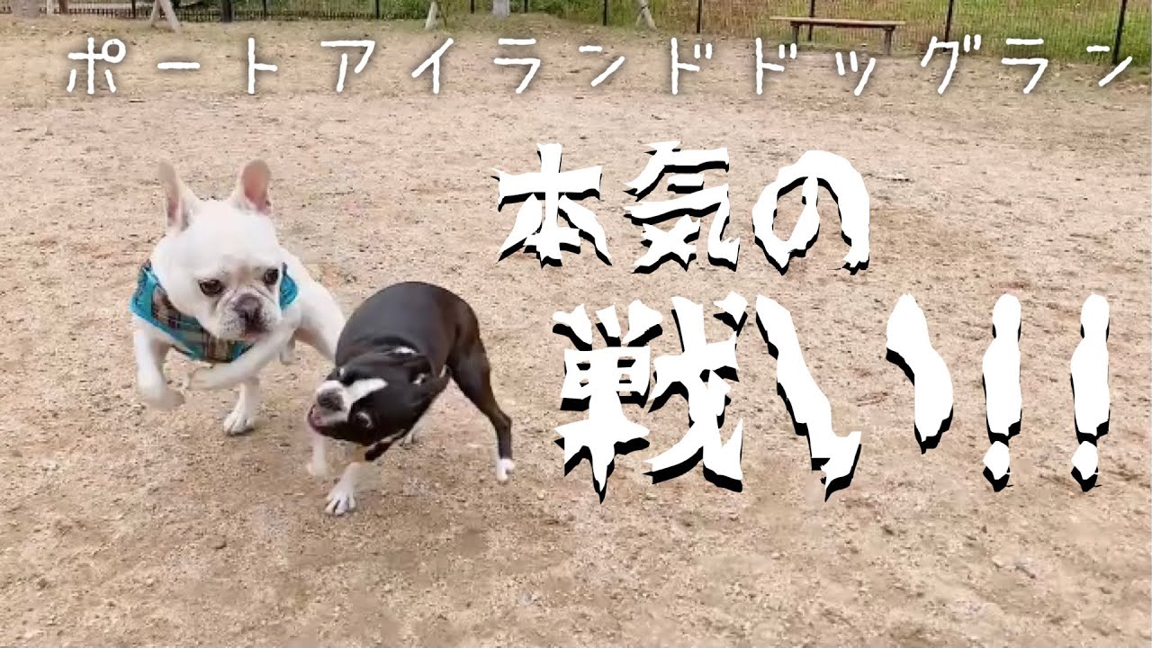 【ボストンテリア】ドッグランで本気遊び！友達になりたいけどなれない残念な愛犬ぼんちゃん(T ^ T)