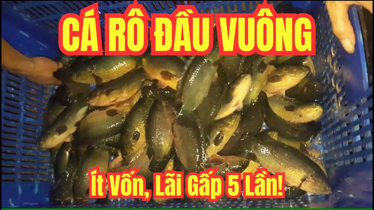 Nuôi Cá Rô Đầu Vuông Kiểu Mới | Ít Vốn, Lãi Cao
