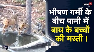 Viral | Kanha National Park में भीषण गर्मी के बीच पानी में अटखेलियाँ करते दिखे बाघ के बच्चे |MP News