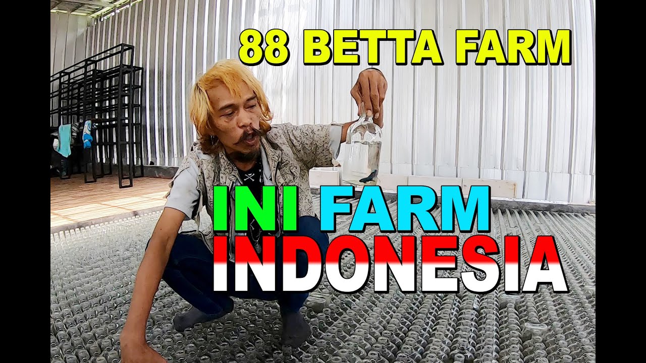 PETERNAK IKAN CUPANG KONTES  88 BETTA FARM