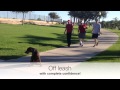 Phoenix Dog Training Guaranteed Phoenix Dog Training Guaranteed