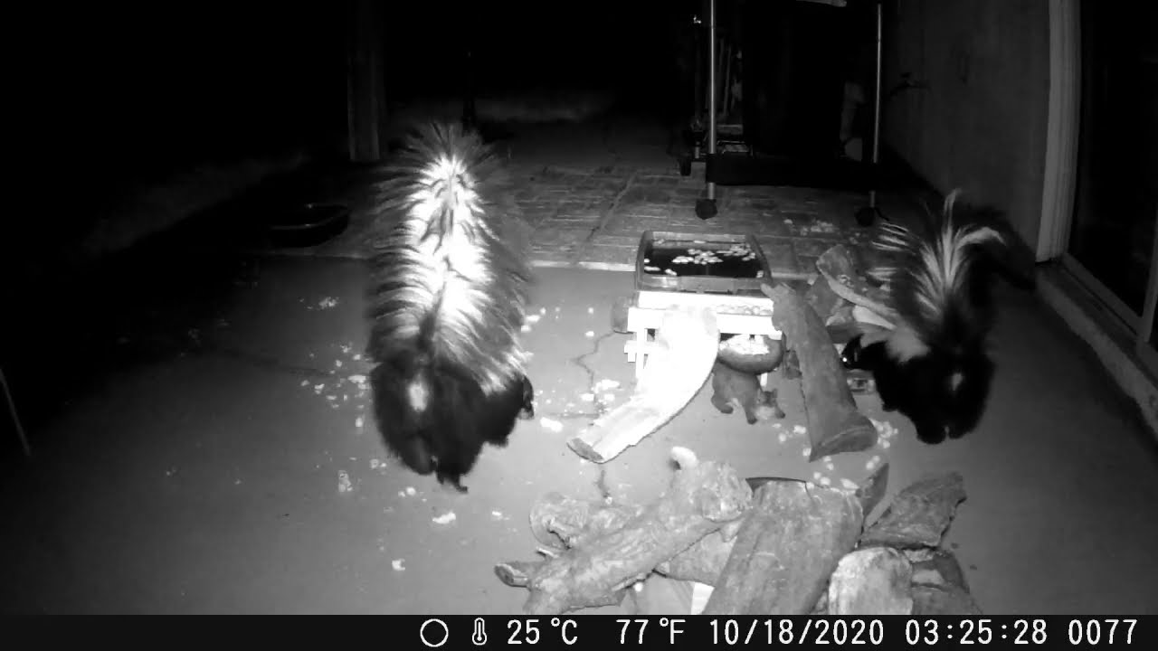 Skunks, Opossum and Raccoon Visit Californian Backyard