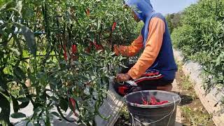 Download lagu INCREDIBLY SATISFYING CHILI HARVEST WITH BRIGHT RED AND SUPER SPICY PEPPERS - Agricultural Farming