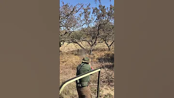 Охота на жирафа #shorts #охота #africa #hunting #giraffe