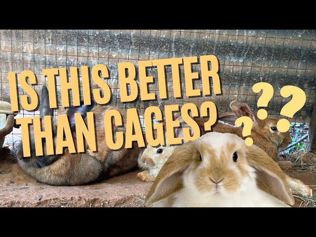 Why You Should Raise Meat Rabbits in a Colony (Pros and Cons) class=