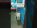 Ye Chal Rha Hai Viral Funny Ekmotahathighumechala Youtube Husky Harekfriendkaminahotahai