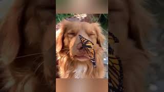 DOG AND BUTTERFLY 🦋👀🐶💞😍❤️💕💜#shorts #share #viral #приколысживотными #dog #dogs #animals #butterfly