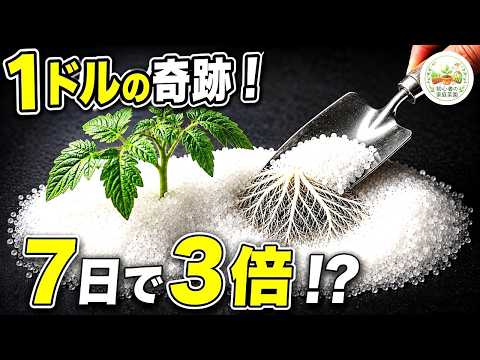 エプソムソルトの観葉植物への正しい使い方と注意点【経験談】
