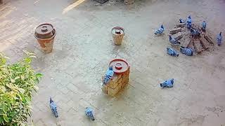 Behavior Of Birds -Kids-Story