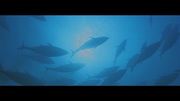 Consumerism and the Environment