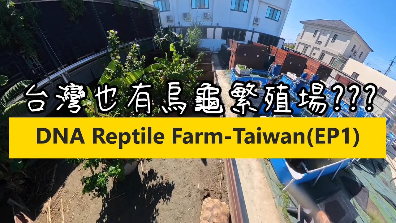 到超專業烏龜繁殖場一探究竟??DNA雲林場EP1(陸龜繁殖區)