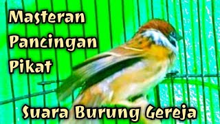 Suara burung gereja tarung || Burung gereja GACOR