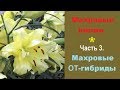 ❀ Махровые лилии. Часть 3. Махровые лилии ОТ-гибридов