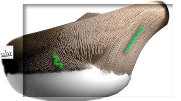 Maya: Two xGen Guides