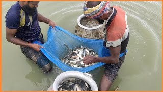 Fishing Video Bhola District