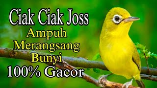 Download lagu CIAK CIAK JOSS BETINA BIKIN KECIAL MALAS BUNYI JADI RAJIN BUNYI